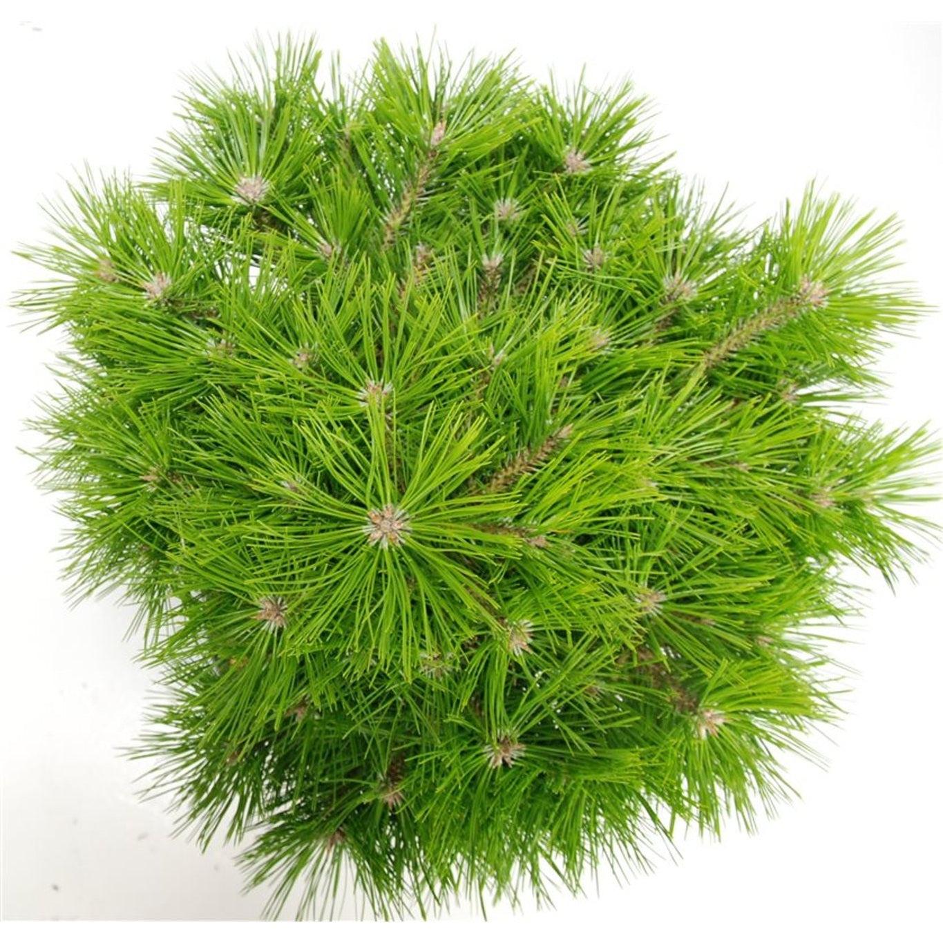 Svarttall – Pinus densiflora 'Low Glow' - C13 40 cm. Stam